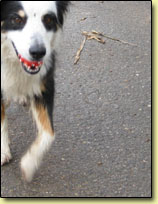 Hundebewegung#3